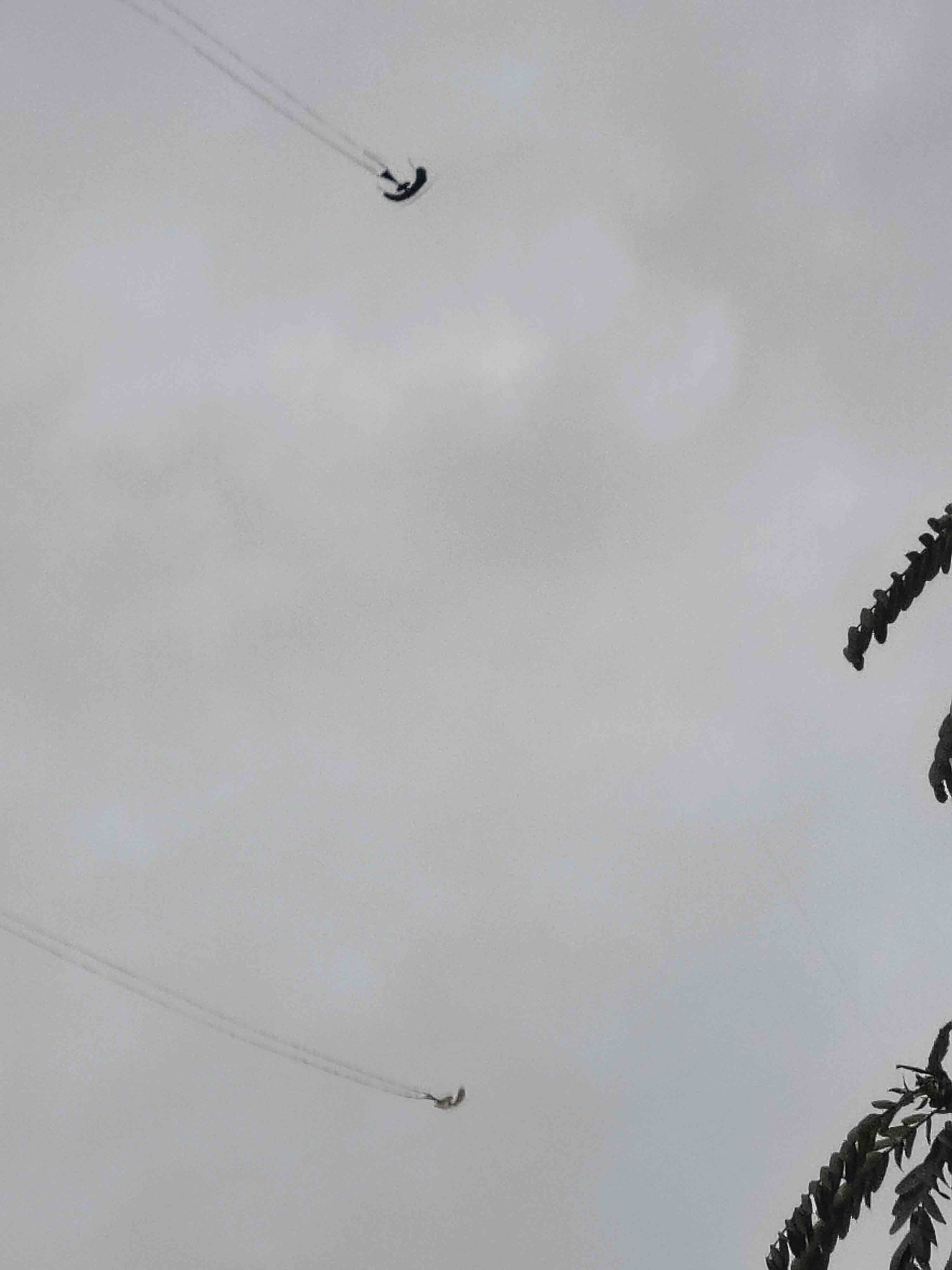 cerf volant